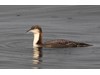 Photo of Gavia pacifica